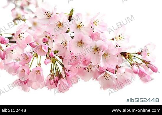 Japanese Cherry Blossom (Prunus x yedoensis), Sakura, flowering, Tokyo, Japan, Asia.