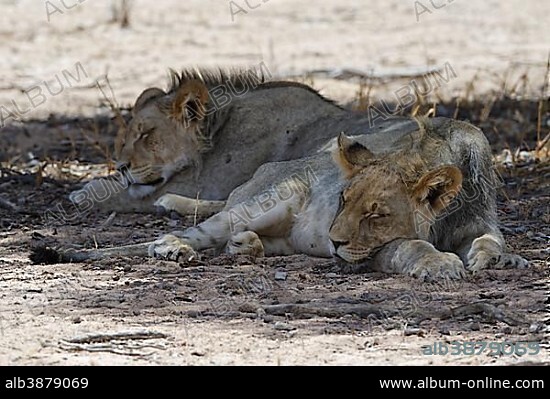 Black-maned lions (Panthera leo vernayi), two young males sleeping in the shade at midday heat, Kgalagadi Transfrontier Park, Northern Cape, South Africa, Africa.