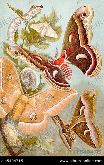 Silkmoth, silkworm (Bombyx mori), historical illustration, Meyers Konversations-Lexikon encyclopedia, 1897.