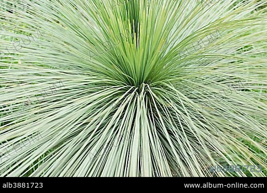 Agave species (Agave stricta Monaco), Spain, Europe.