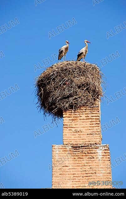 Two White stork Ciconia ciconia in big nest Palais el Badi Marrakech Morocco.