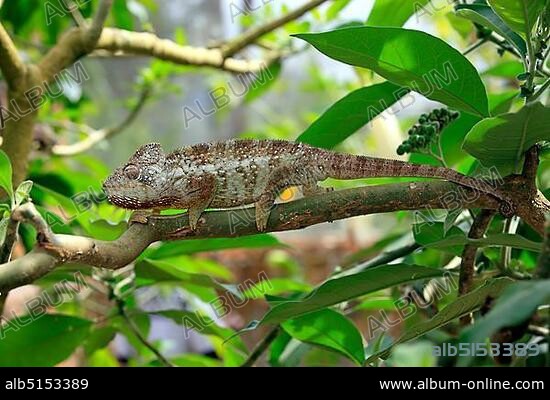 Oustalet's or Malagasy Giant Chameleon (Furcifer oustaleti), male, foraging, Madagascar, Africa.