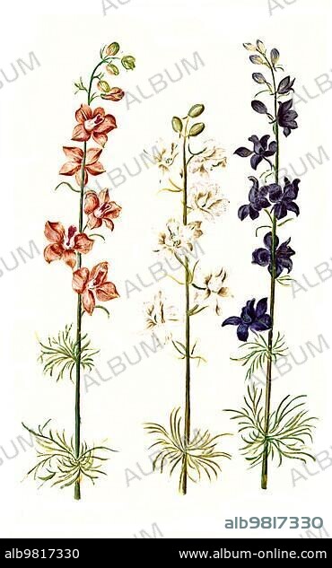 Garden delphinium (Consolida) ajacis; also known as garden knight's spur; Historic; digitally restored reproduction from a 19th century original.