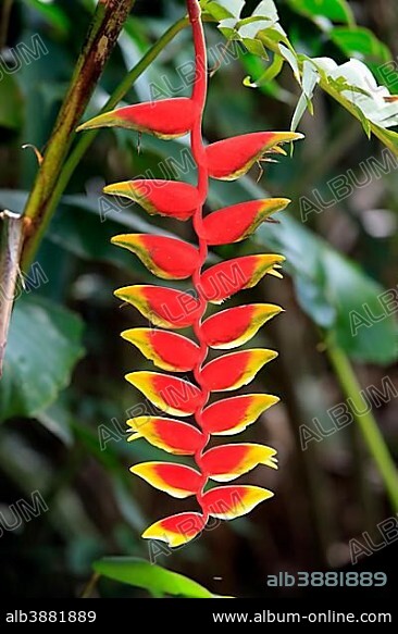 Heliconia (Heliconia rostrata), flowering, Roatan, Honduras, Caribbean, Central America, Latin America, Central America.