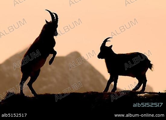Alpine ibexes (Capra ibex), silhouette, Mondscheinspitze Mountain, Karwendel Mountains, Tyrol, Austria, Europe.