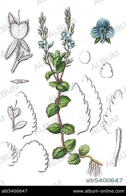 Germander speedwell, Bird's-eye speedwell (Veronica chamaedrys), medicinal plant, useful plant, chromolithography, 1888.