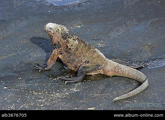 Marine Iguana (Amblyrhynchus cristatus), San Salvador Island, Galápagos Islands, Ecuador, South America.