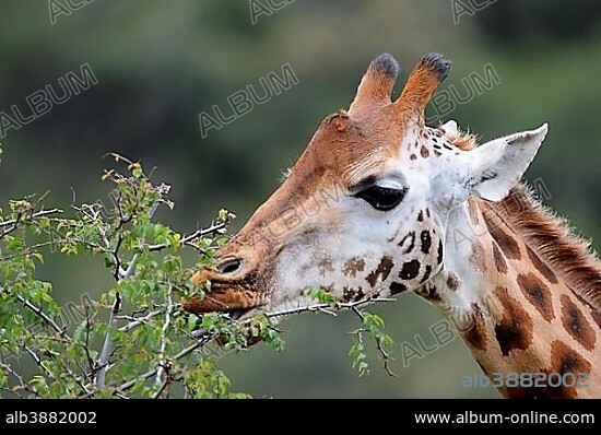Rothschild’s Giraffe (Giraffa camelopardalis rothschildi), feeding on a thorn bush, Lake Nakuru National Park, Kenya, Africa.