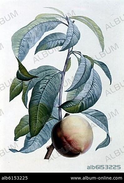 JEAN JACQUES ROUSSEAU (1712-1778). DIBUJO DEL LIBRO DE BOTANICA - 1805.
