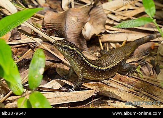 Madagascar girdled lizard (Zonosaurus madagascariensis), amongst foliage, Antongil Bay, Nosy Mangabe, Madagascar, Africa.