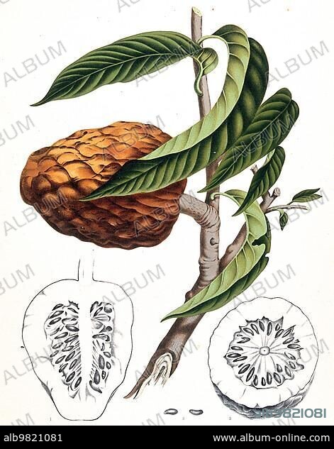 Wild-sweetsop (Annona reticulata); or the oxheart; is a species of the Annonaceae family. It is known by the name Buddha fruit or Sharifa; Historic; digitally enhanced reproduction of an original from the period.