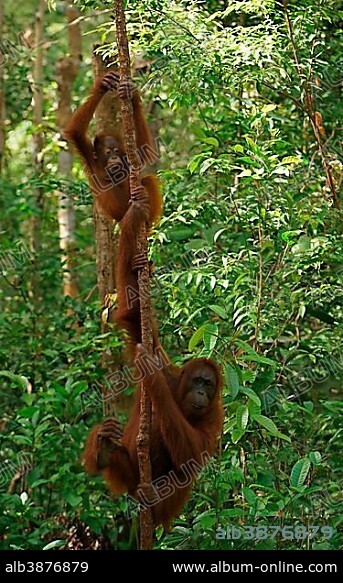 Bornean Orangutans (Pongo pygmaeus), adult female with young, Tanjung Puting National Park, Central Kalimantan, Borneo, Indonesia, Asia.