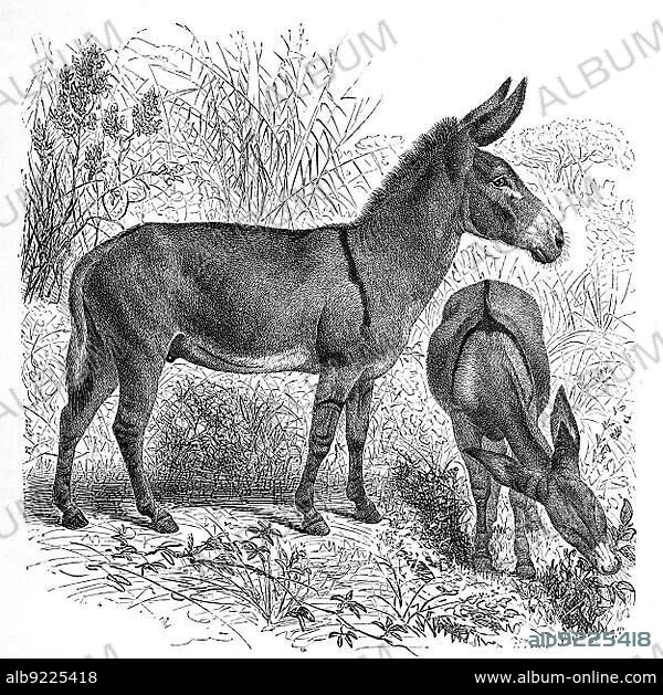 Steppe ass, Nubian wild ass (Equus asinus africanus), is a mammalian subspecies of the horse family, Nubian wild ass africanus, is the nominate subspecies of African wild ass (Equus africanus), Historical, digitally restored reproduction from an 18th century original.