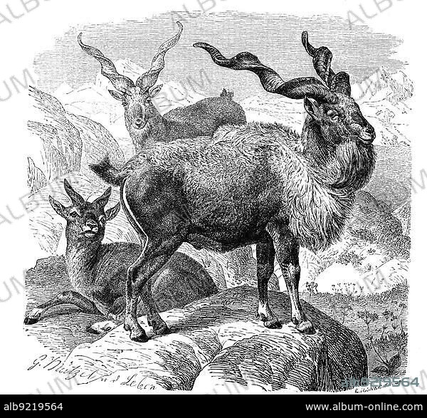 Markhor (Capra falconeri), is a wild goat of Central Asia, Historical, digitally restored reproduction from an 18th century original.