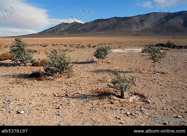 Young olive trees in the Syrian desert, Syria, Near East, Asia.