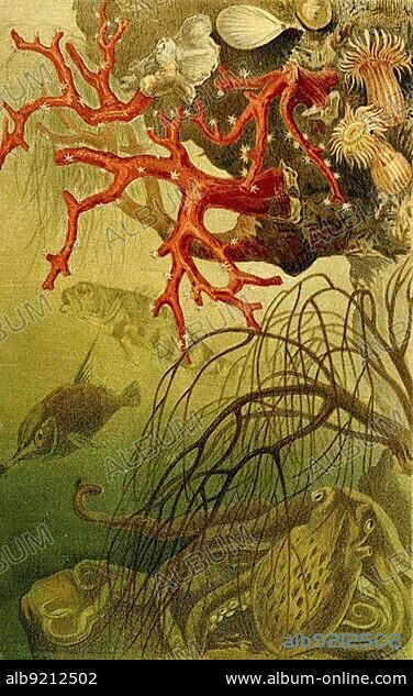 Red coral (Corallium rubrum), also called red coral or blood coral, is an octocoral from the western and central Mediterranean Sea that resembles the gorgonians, Historical, digitally restored reproduction from a 19th century original.