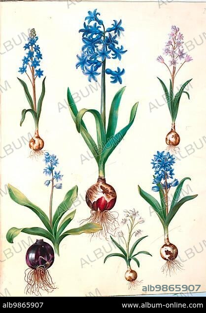 Alpine squill (Scilla bifolia), also star hyacinth, two-leaved scilla, garden hyacinth (Hyacinthus orientalis), common hyacinth, beautiful blue (Scilla amoena), also beautiful star hyacinth, sky blue scilla, Historic, digitally restored reproduction from a 19th century original.