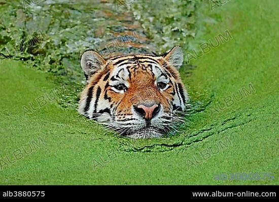 Siberian Tiger or Amur Tiger (Panthera tigris altaica) in water, native to Asia, in captivity, Germany, Europe.