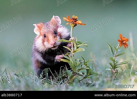 European hamster (Cricetus cricetus) in meadow with flower, Austria, Europe.