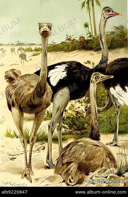 Bird, African ostrich (Struthio) camelu, bird species from the ostrich family, Historical, digitally restored reproduction from a 19th century original.