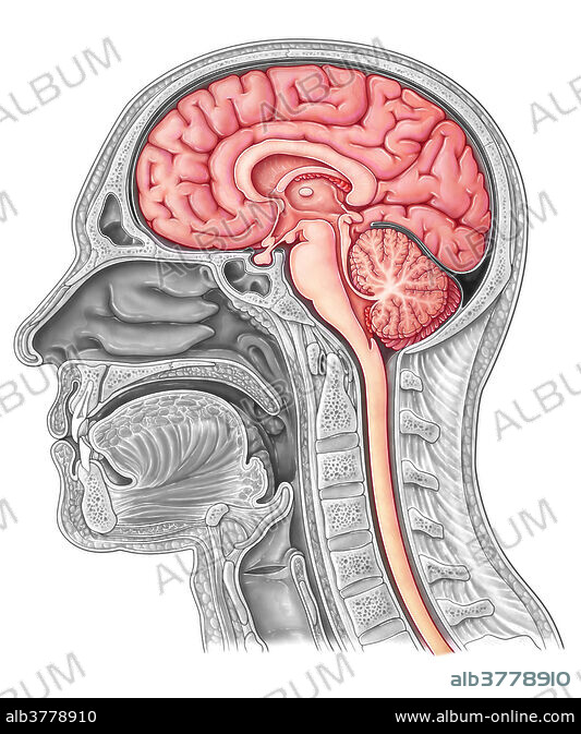 BRAIN AND NERVE2021年11月号 The remarkable, yet not extraordinary, human brain as a