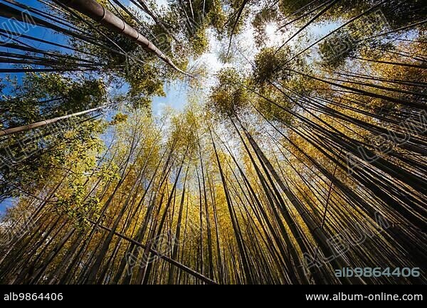 The secret bamboo forest of Fushimi Inari Shrine on a warm spring day near Kyoto Japan.