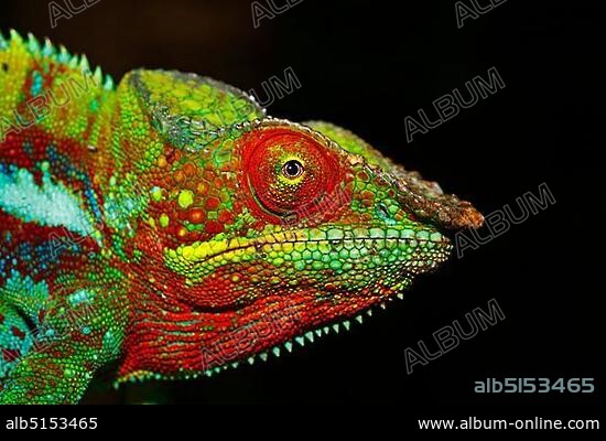 Panther Chameleon (Furcifer pardalis), Ankify colour variation, portrait, Madagascar, Africa, Indian Ocean, Africa.