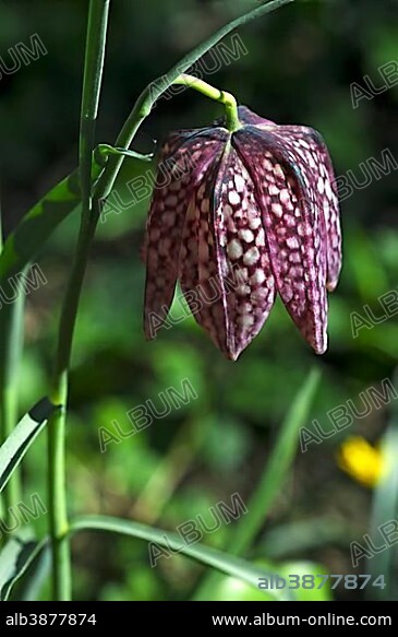 Flower of a Chess Flower (Fritillaria meleagris), Bavaria, Germany, Europe.