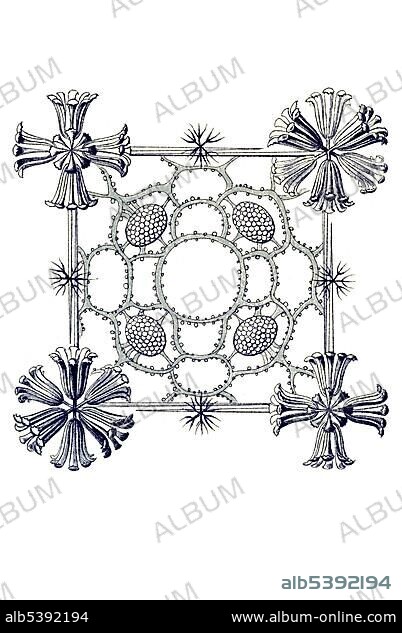 Historical illustration, Hexactinellid Sponge, Glass Sponge, Farrea, Euplectella aspergillum, extremely enlarged piece of external layer, Plate 35 from Ernst Haeckel's Kunstformen der Natur, Art Forms of Nature.