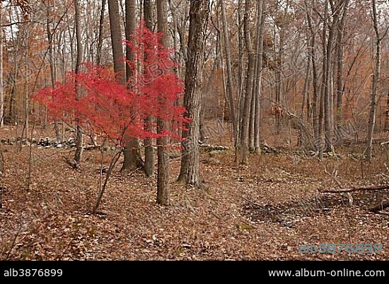 Winged Spindle (Euonymus alatus), introduced invasive species, autumn foliage, growing in woodland habitat, Ward Poundridge County Park, Salem, New York State, USA, North America.