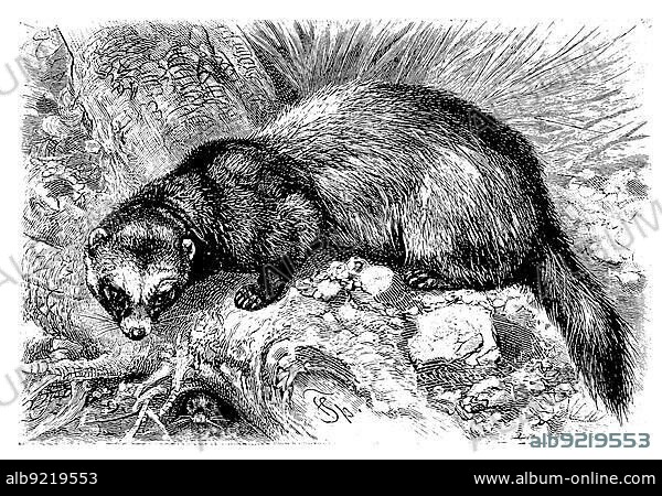 European polecat (Mustela putorius), woodland ferret, common polecat, black or woodland ferret, European ferret, or wild ferret, a species of predator in the marten family, digitally restored reproduction of a 19th century original, exact original date not known.