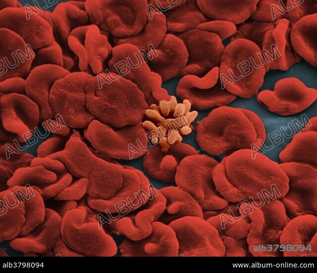Red Blood Cell Electron Microscope