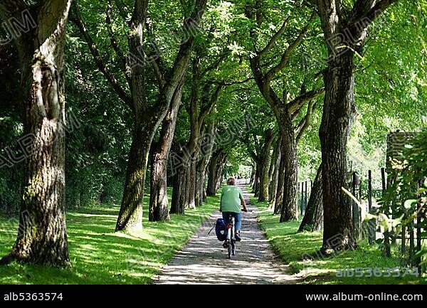 Cyclist on avenue at Lohrberg, Frankfurt green belt, Hesse, Germany, Europe.