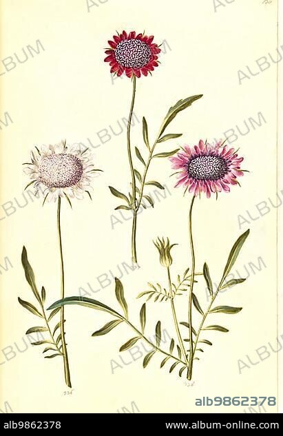 Velvet (scabiosa), Sixalix atropurpurea atropurpurea (Scabiosa) maritima, also called widow's flower or garden scabiosa, Historic, digitally restored reproduction from a 19th century original.