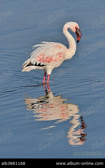 Lesser Flamingo (Phoenicopterus minor) standing in Lake Nakuru, Lake Nakuru National Park, near Nakuru, Rift Valley Province, Kenya, Africa.