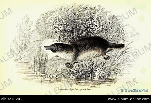Platypus (Ornithorhynchus anatinus) (marsupialia), English platypus, paradoxus, is an egg-laying mammal from Australia, Historic, digitally restored reproduction from a 19th century original, The natural history of or pouched animals, G.R. Waterhouse, 1841.