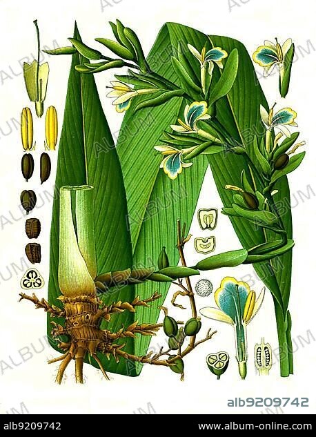 Medicinal plant, Green cardamom (Elettaria cardamomum), Amomum cardamomum) a plant species of the ginger family, Historical, digitally restored reproduction from a 19th century original.