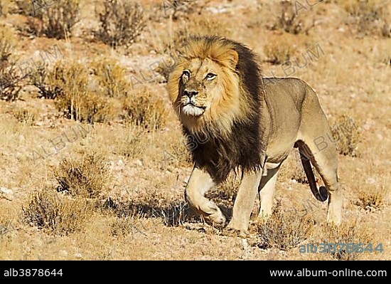 Black-maned Lion (Panthera leo vernayi), male, roaming, Kalahari Desert, Kgalagadi Transfrontier Park, South Africa, Africa.