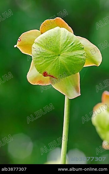 Purple Pitcher Plant or Side-saddle Flower (Sarracenia purpurea), flowering, native to North America, North Rhine-Westphalia, Germany, Europe.