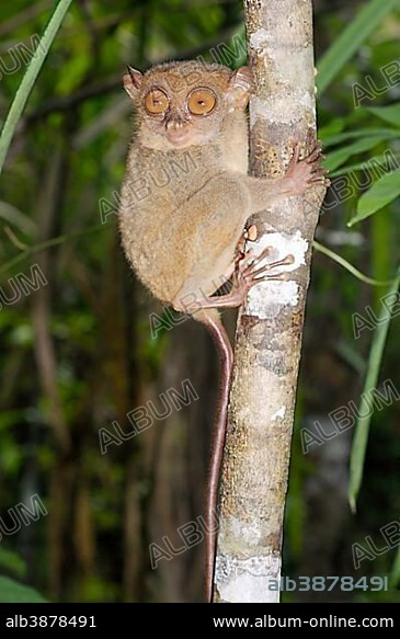 Philippine Tarsier (Carlito syrichta), Bohol Island, Southeast Asia, Philippines, Asia.