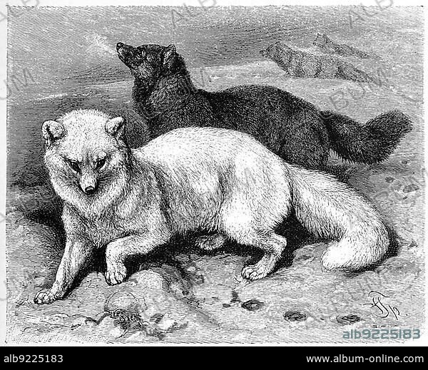Arctic fox Vulpes lagopus Alopex lagopus snow fox or ice fox