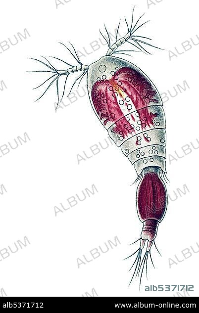 Historic illustration, Copepod (Copepoda), male, tablet 56, Ernst Haeckel, Kunstformen der Natur, "Artforms of Nature".