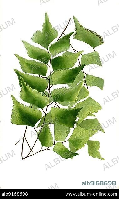 Maidenhair fern (Adiantum) trapeziforme, giant maidenhair, diamond maidenhair, fern. Fern, digitally restored reproduction of a 19th century original, exact original date not known.