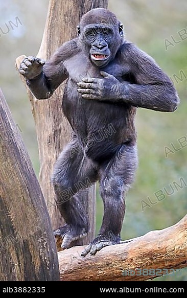 Western lowland gorilla (Gorilla gorilla gorilla), standing upright, drumming on the chest, captive.
