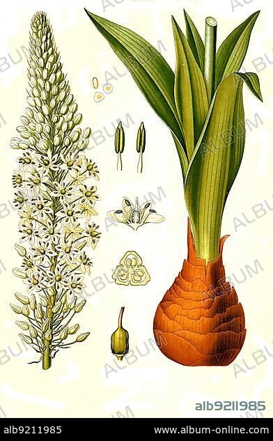 Medicinal plant, maritime squill (Drimia maritima), also sea onion, Historical, digitally restored reproduction from a 19th century original.