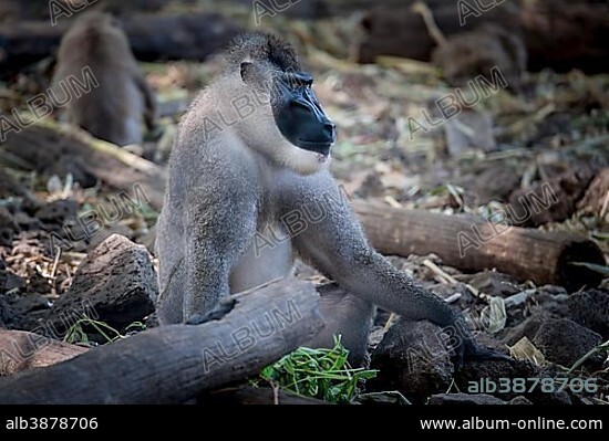 Drill (Mandrillus leucophaeus), captive, Primate Sanctuary, Limbe, Southwest Region, Cameroon, Africa.