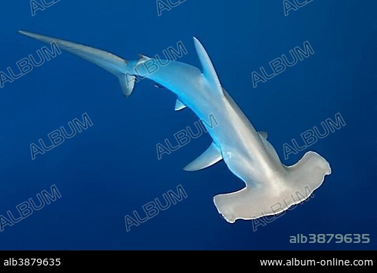 Scalloped hammerhead shark (Sphyrna lewini) swimming in open sea, Red Sea, Egypt, Africa.