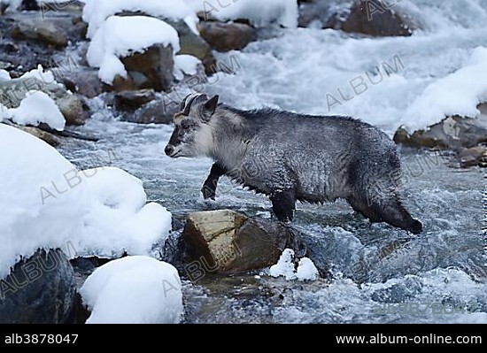 Japanese serow goat-antelope (Capricornis crispus, Naemorhedus Capricornis crispus), crossing a stream, Jigokudani, Nagano Präfektur, Hokkaido, Japan, Asia.