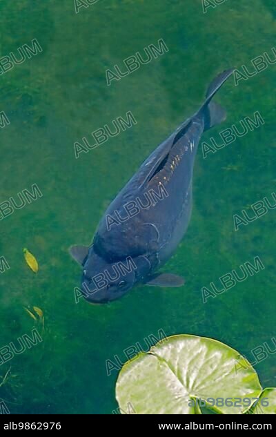 Mirror common carp (Cyprinus carpio) were already farmed as food fish in ponds in the times of the Ancient Romans (Carps) (Photo Mirror Carp just below the surface of the water), Common Carp, their history as a farmed fish dates back to Roman times (Mirror Carp) (Photo Common Carp just below the surface of the water).