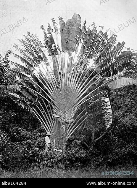 Commonly known as the travellers' traveller's palm (Ravenala madagascariensis) or travellers' palm, from Madagascar, ca 1880, Historic, digitally restored reproduction of a 19th century photographic original.